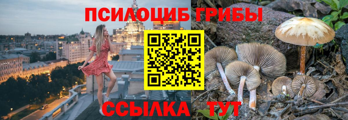 Сальск  Галлюциногенные грибы Psilocybine cubensis  Вход с VPN 